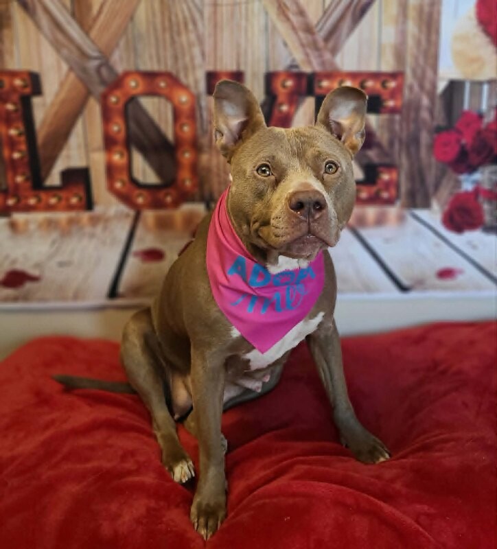 Picture of the Animal Listed